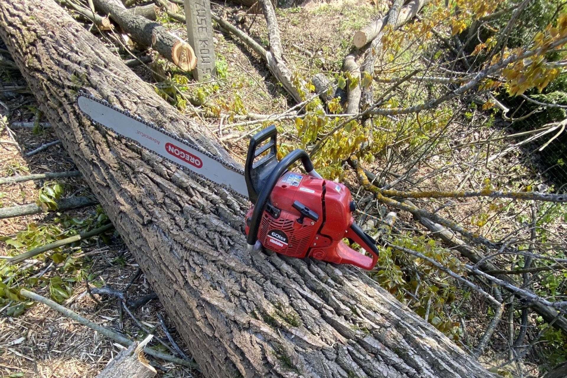 Profesjonalne usługi wycinki drzew - kiedy są konieczne i jak przebiega realizacja?
